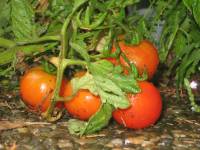 Bio-Tomaten im Regen (deutscher Sommer)