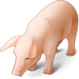 Ein unverarbeitetes Schwein